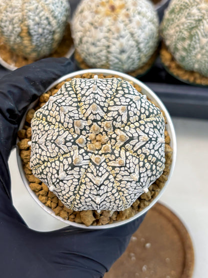 Astrophytum V-Type (at6) (r4) | Rare Star Cactus