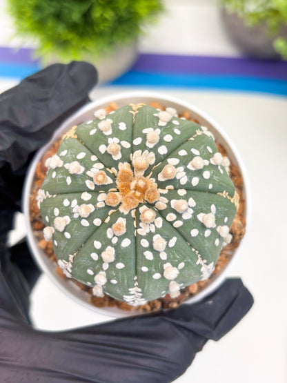 Astrophytum Super Kabuto (t12) (g3) | 3" Pot