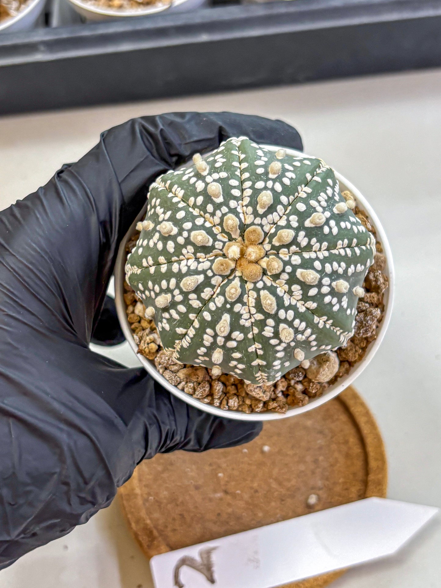 Astrophytum Super Kabuto (at1) (12) | Collection Plant | Rare Cactus