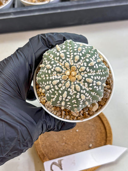 Astrophytum Super Kabuto (at1) (12) | Collection Plant | Rare Cactus