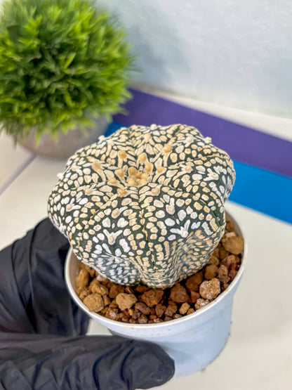 Astrophytum V Type (at4) (12) | Star Cactus