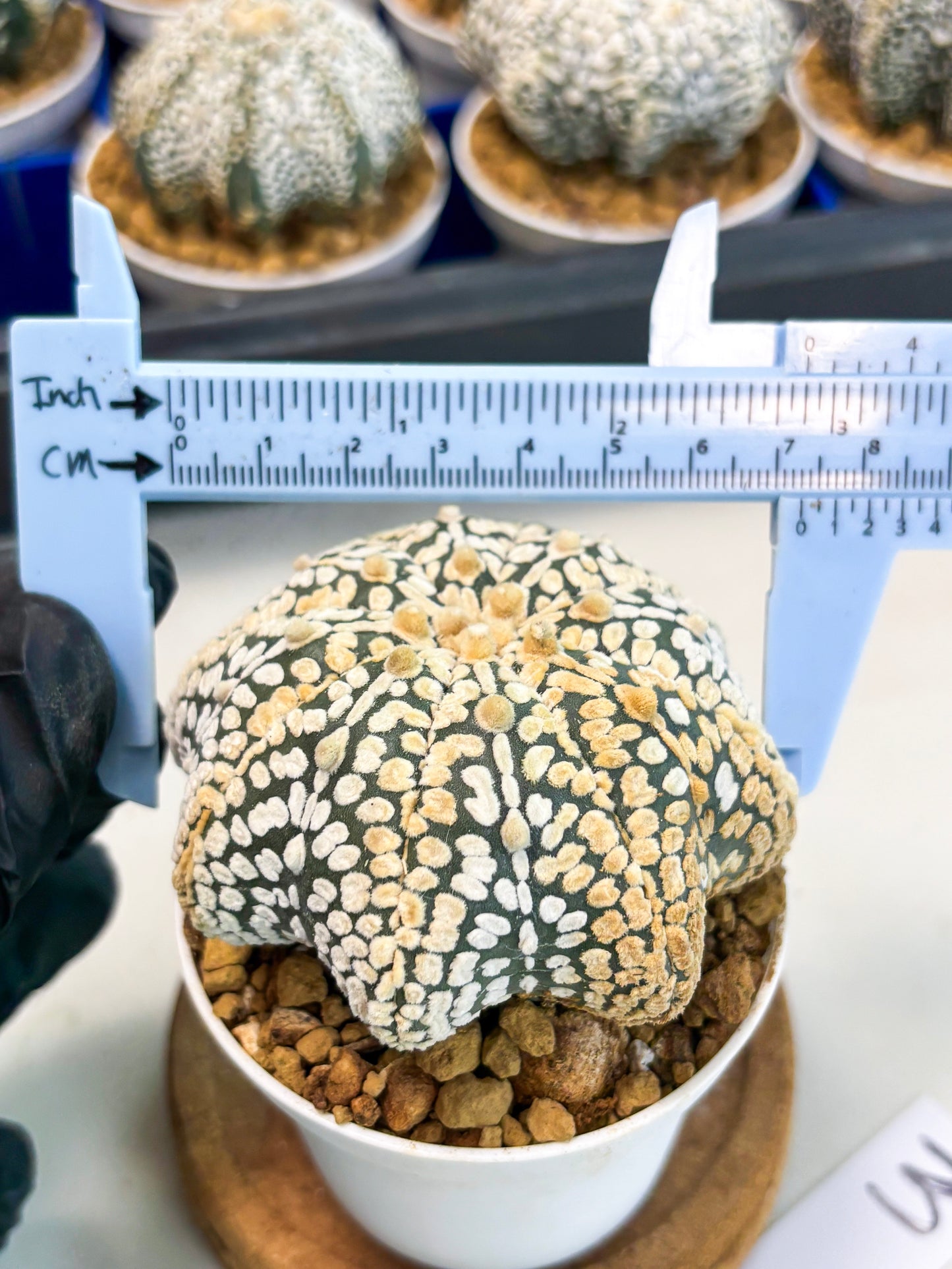 Astrophytum Star Shape (at3) (r3) | Rare Cactus