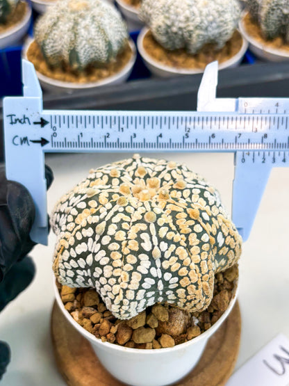 Astrophytum Star Shape (at3) (r3) | Rare Cactus