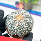 Astrophytum Super Kabuto (#T6B) | Nevada Botanical Shop | 3" Pot