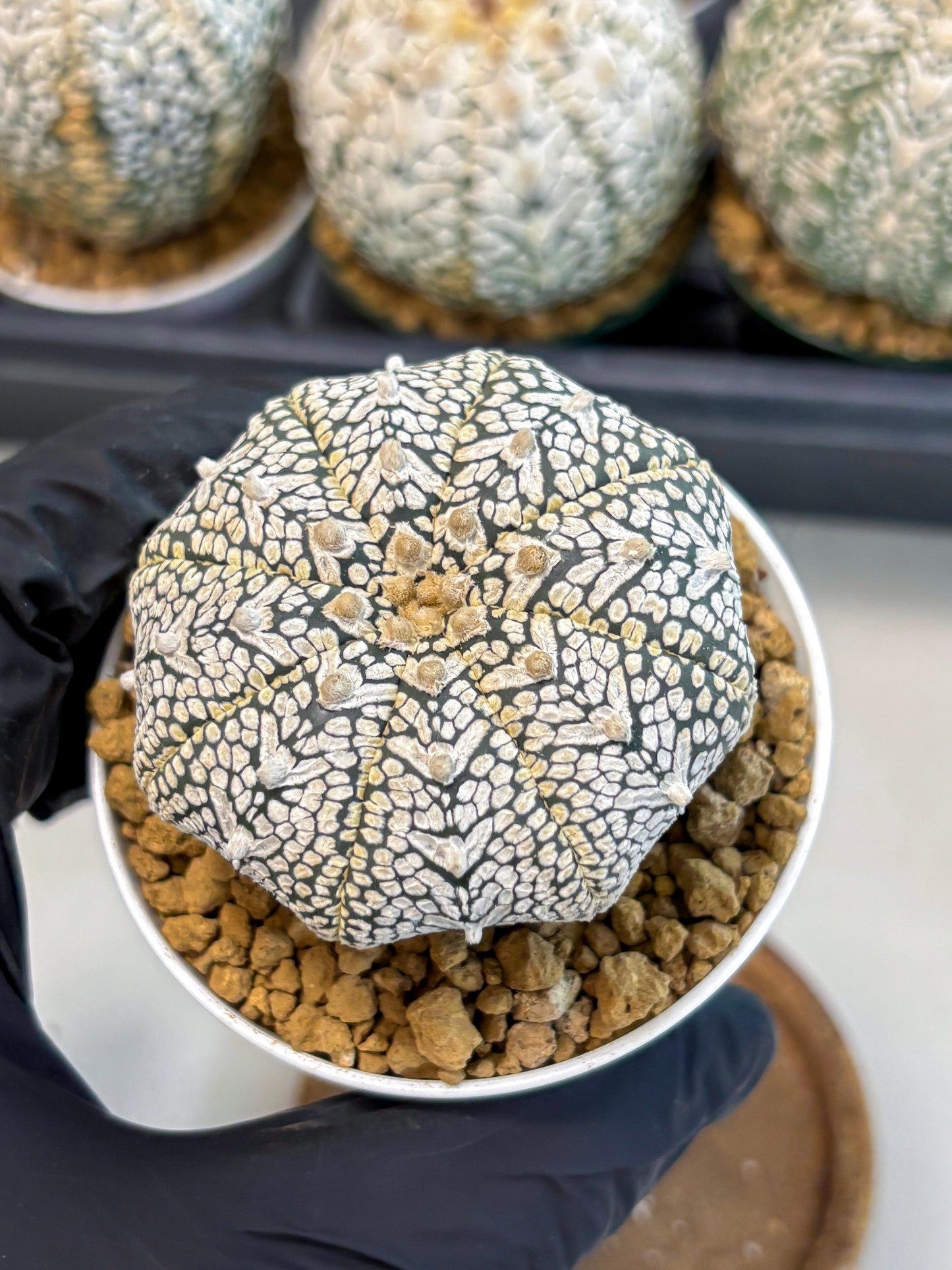 Astrophytum V-Type (at6) (r4) | Rare Star Cactus