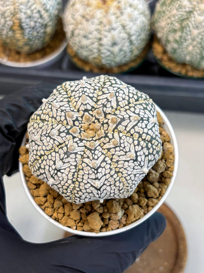 Astrophytum V-Type (at6) (r4) | Rare Star Cactus
