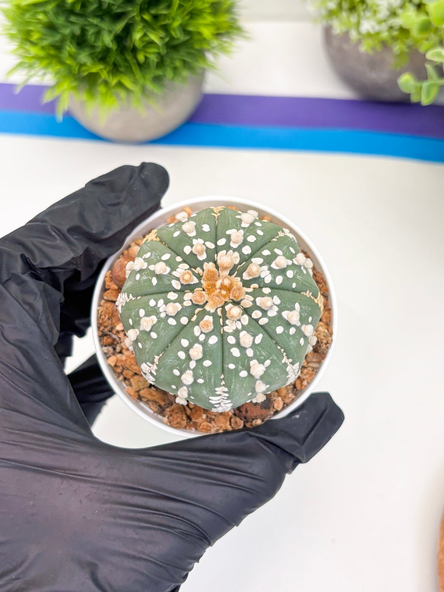 Astrophytum Super Kabuto (t12) (g3) | 3" Pot