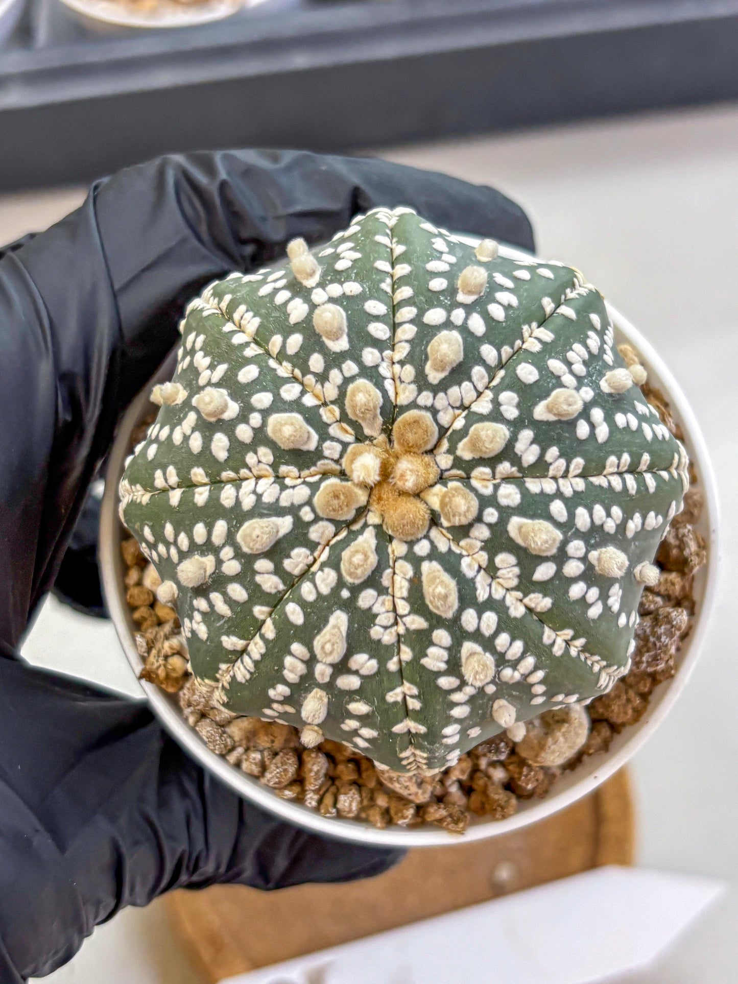 Astrophytum Super Kabuto (at1) (12) | Collection Plant | Rare Cactus
