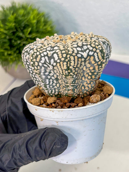 Astrophytum V Type (at4) (12) | Star Cactus