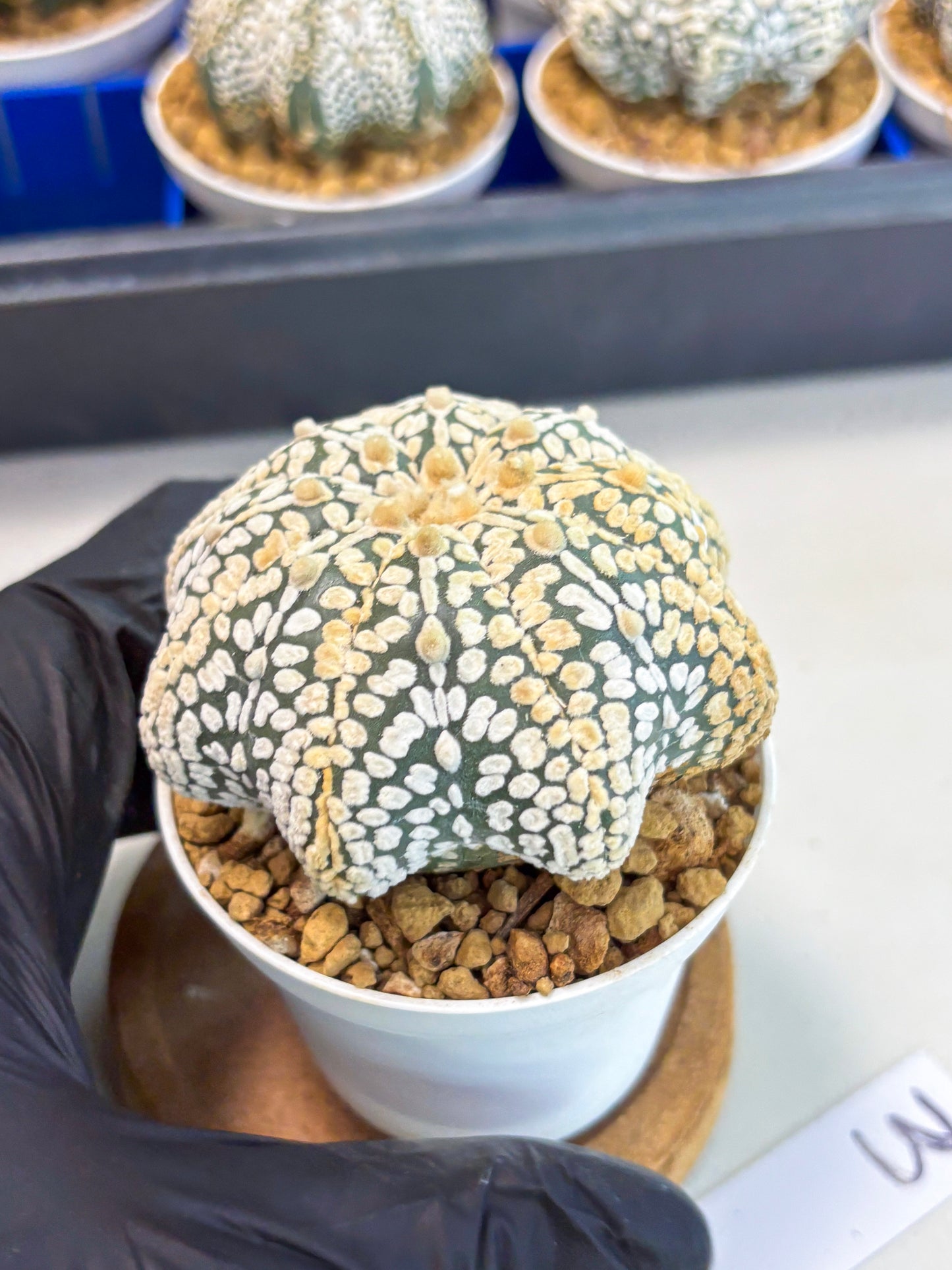 Astrophytum Star Shape (at3) (r3) | Rare Cactus