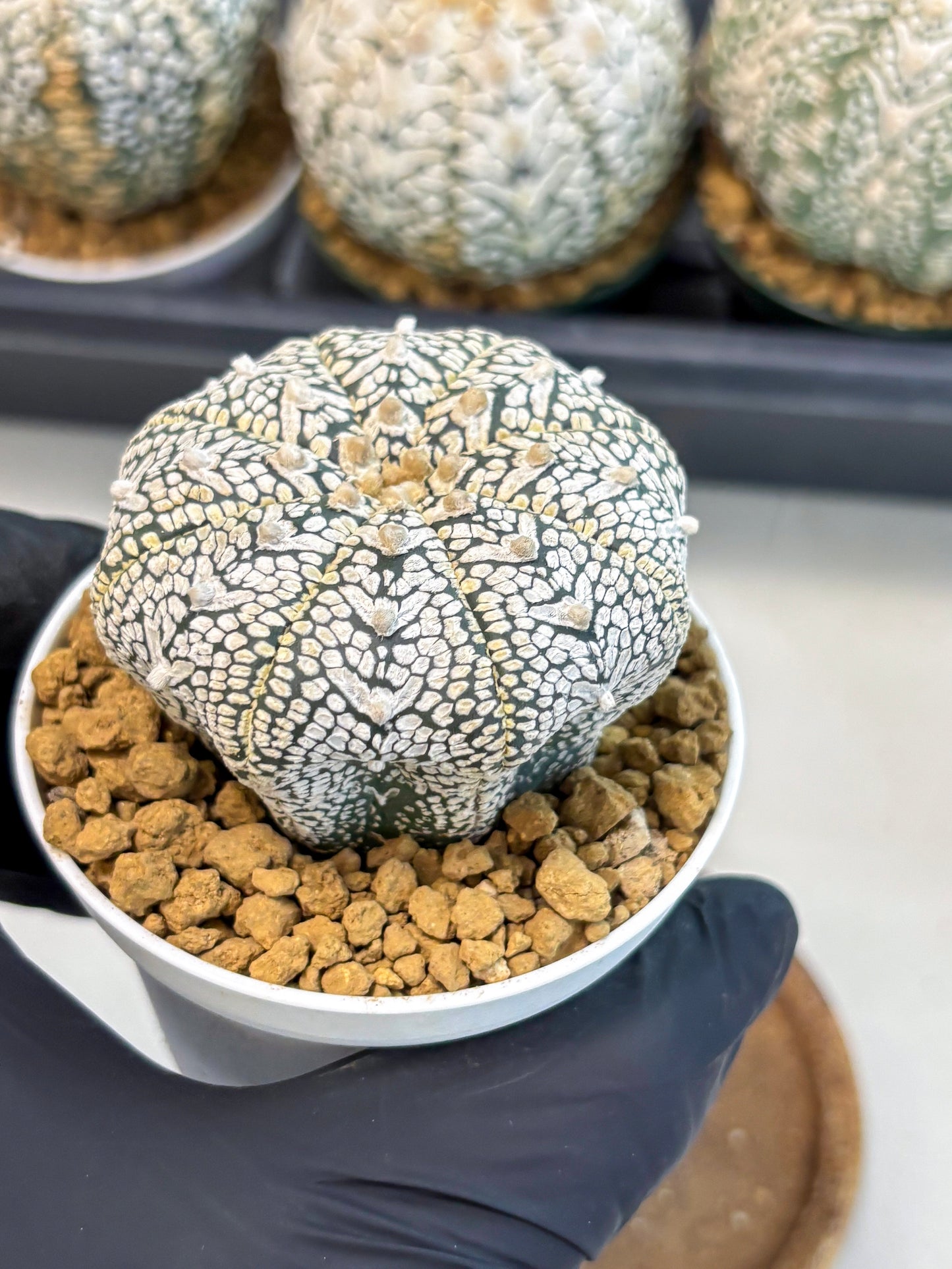Astrophytum V-Type (at6) (r4) | Rare Star Cactus