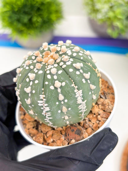 Astrophytum Super Kabuto (t12) (g3) | 3" Pot