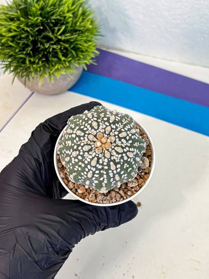 Astrophytum Super Kabuto (at1) (12) | Collection Plant | Rare Cactus