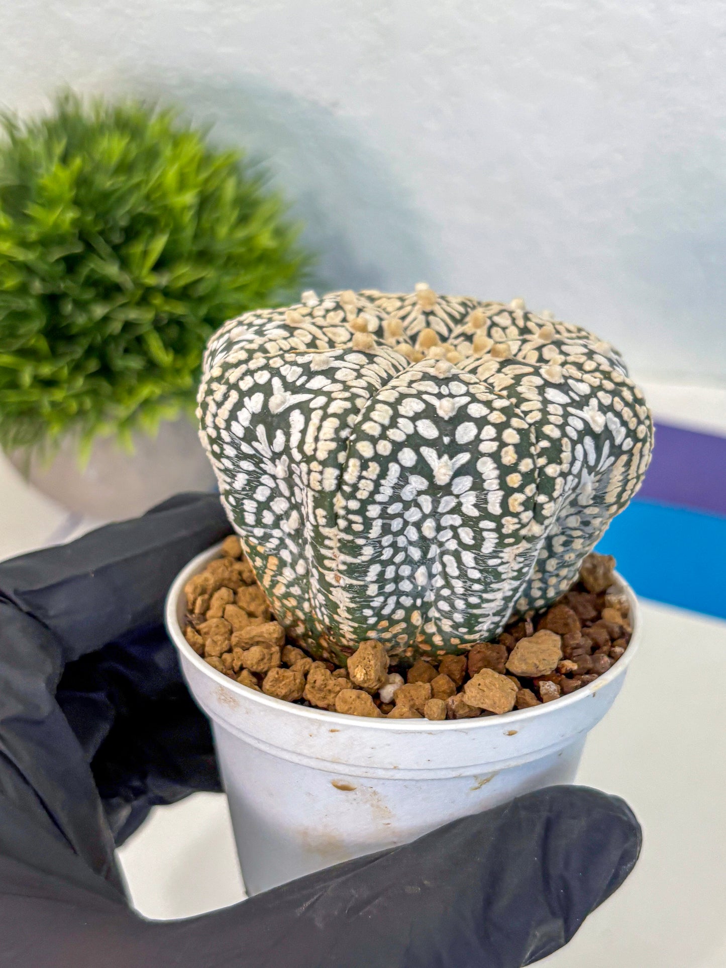 Astrophytum V Type (at4) (12) | Star Cactus
