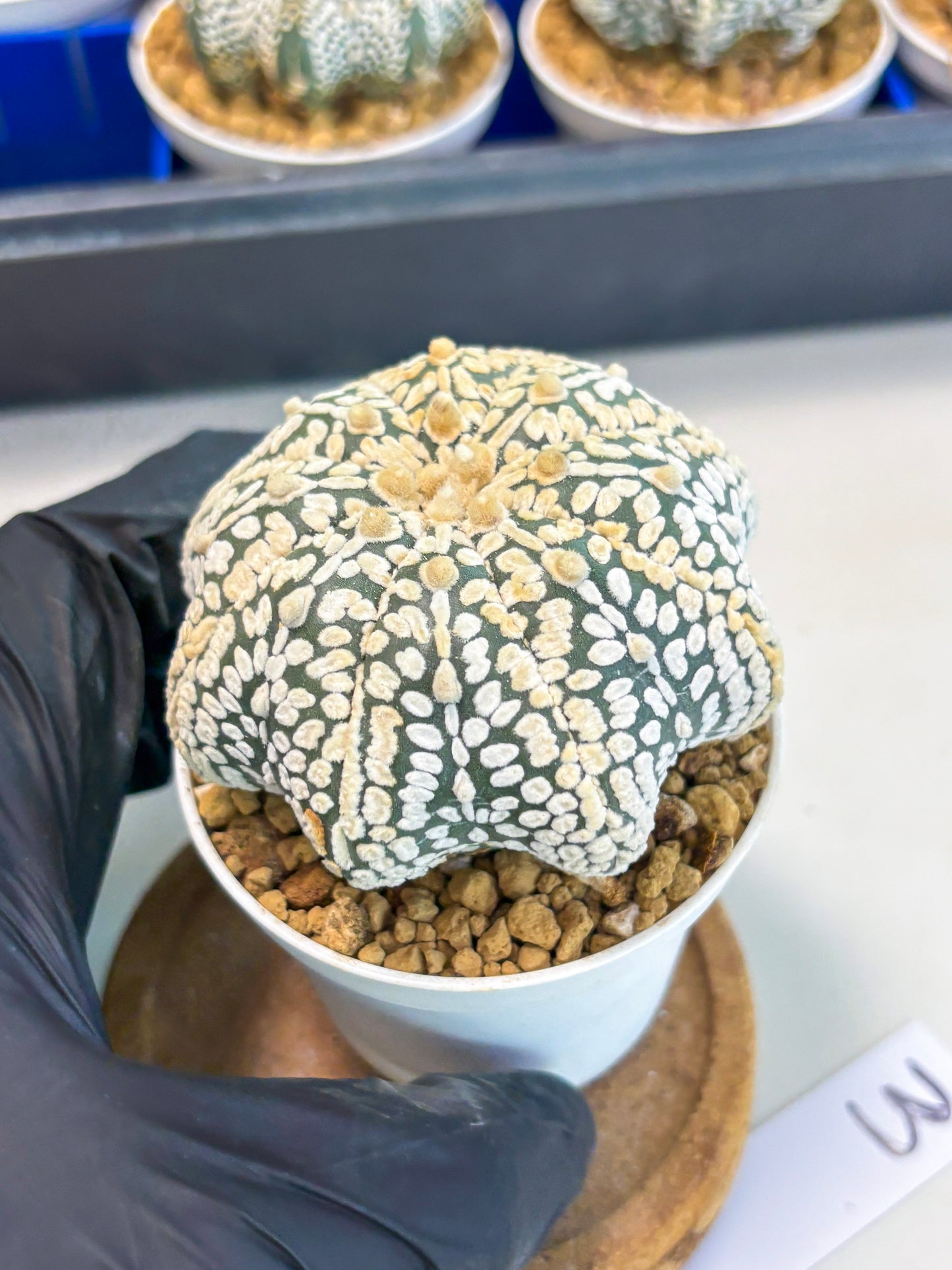 Astrophytum Star Shape (at3) (r3) | Rare Cactus