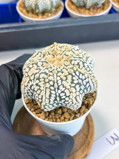 Astrophytum Star Shape (at3) (r3) | Rare Cactus