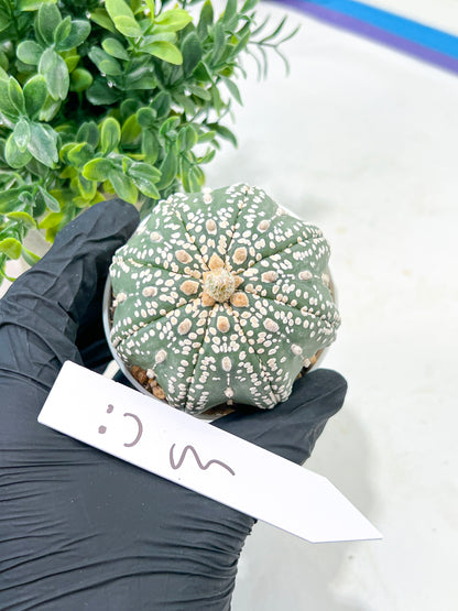 Astrophytum Super Kabuto (#T6B) | Nevada Botanical Shop | 3" Pot