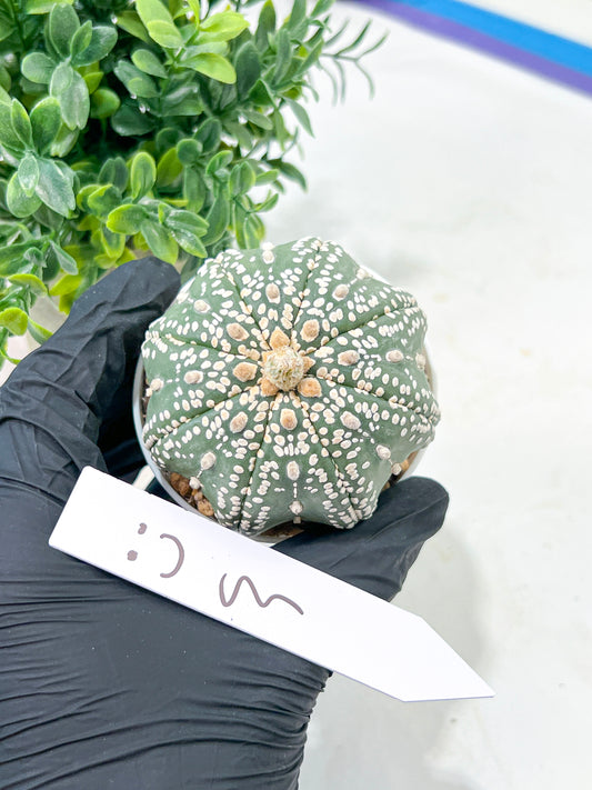 Astrophytum Super Kabuto (#T6B) | Nevada Botanical Shop | 3" Pot