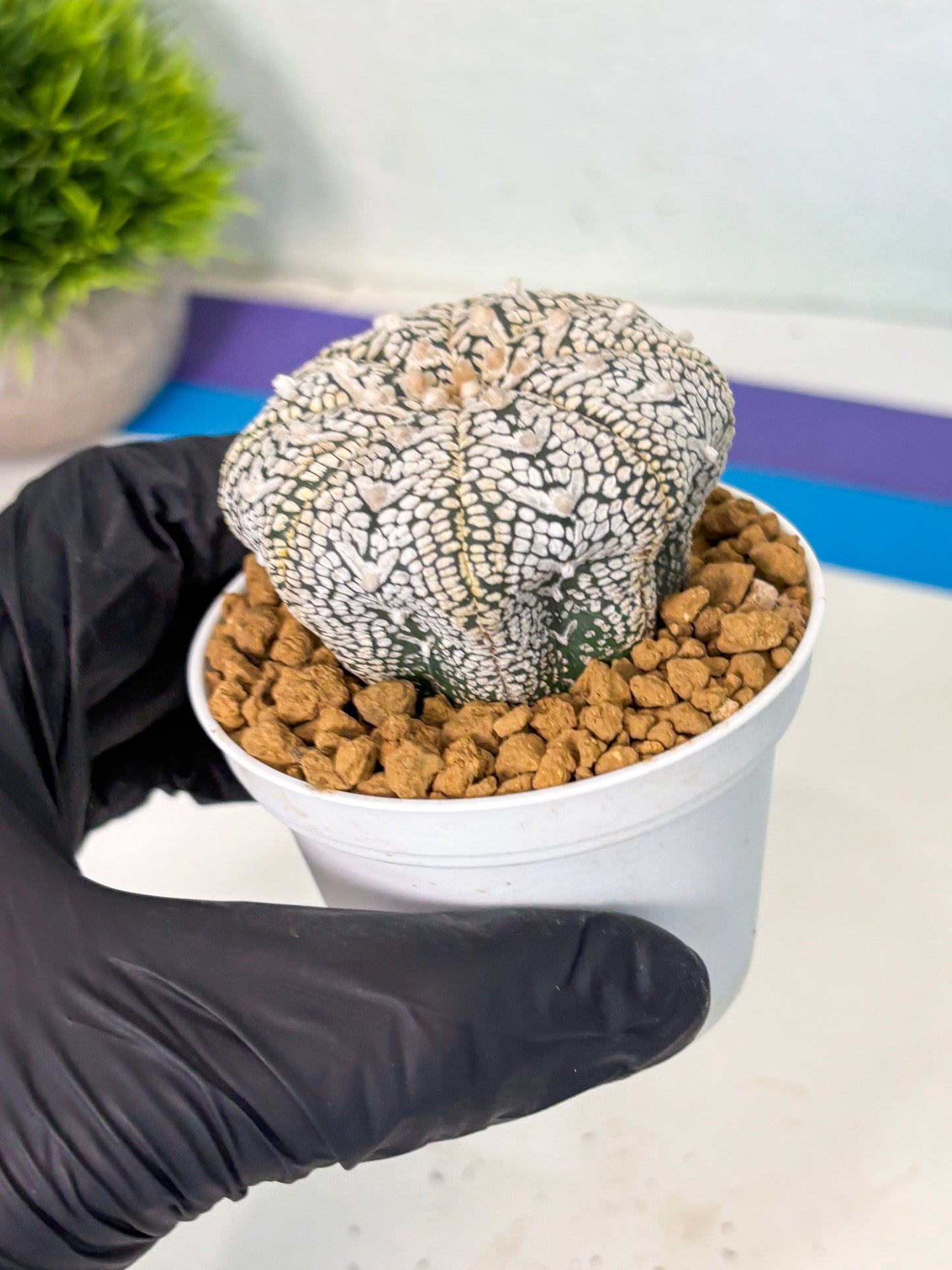 Astrophytum V-Type (at6) (r4) | Rare Star Cactus
