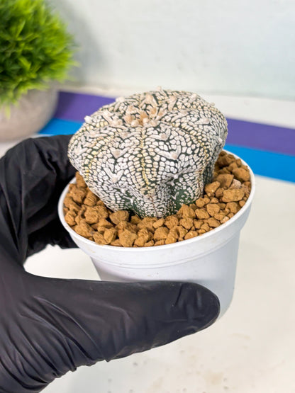 Astrophytum V-Type (at6) (r4) | Rare Star Cactus