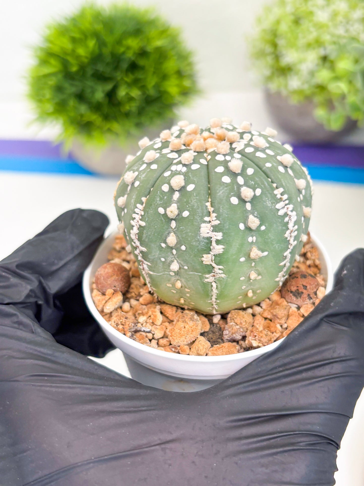 Astrophytum Super Kabuto (t12) (g3) | 3" Pot