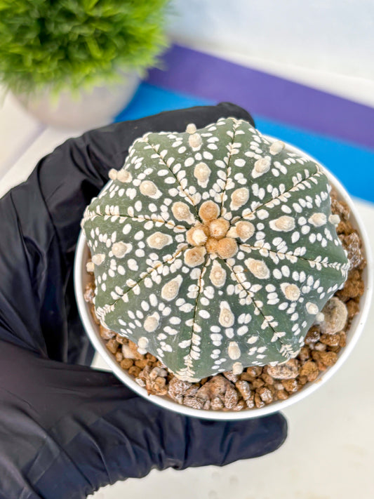 Astrophytum Super Kabuto (at1) (12) | Collection Plant | Rare Cactus