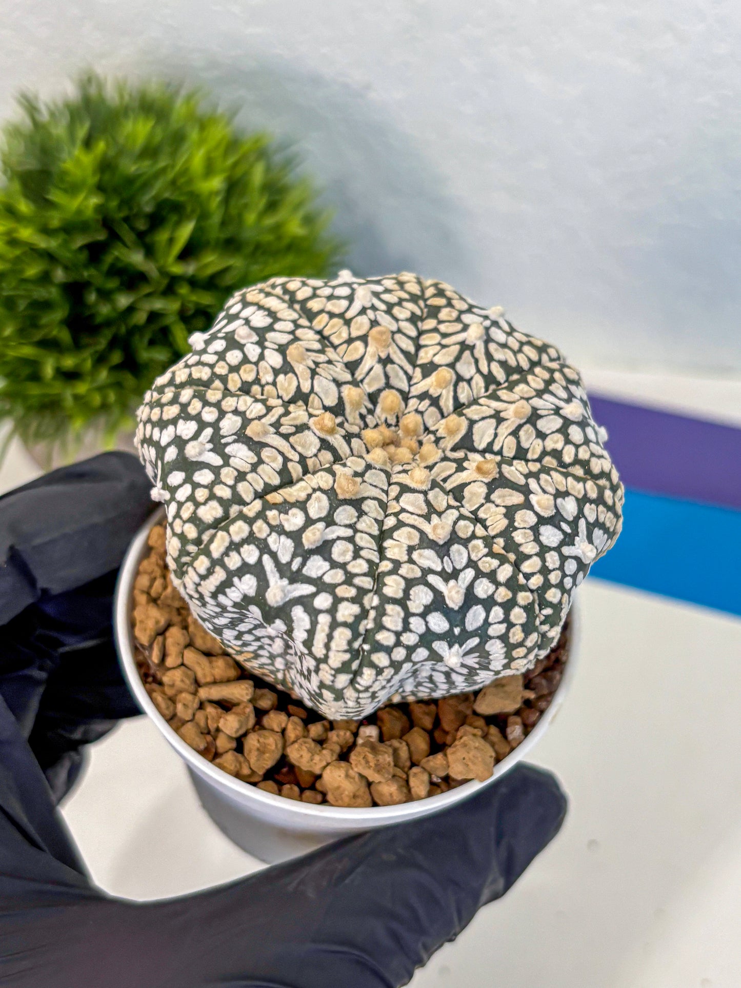 Astrophytum V Type (at4) (12) | Star Cactus