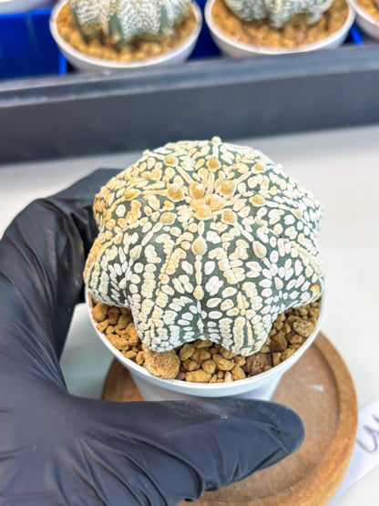 Astrophytum Star Shape (at3) (r3) | Rare Cactus