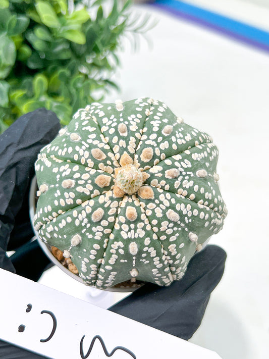 Astrophytum Super Kabuto (#T6B) | Nevada Botanical Shop | 3" Pot