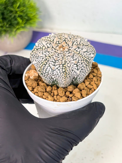 Astrophytum V-Type (at6) (r4) | Rare Star Cactus