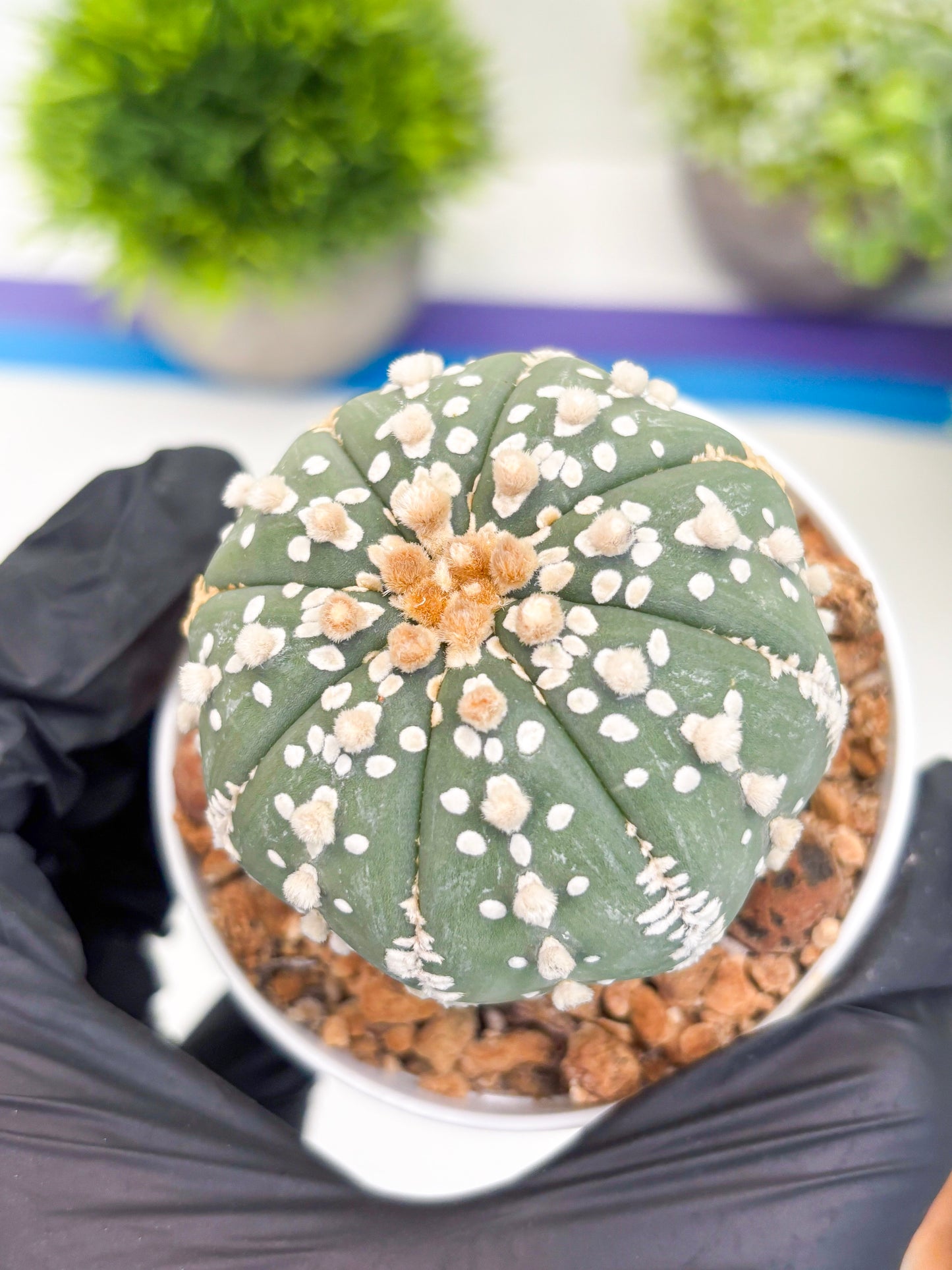 Astrophytum Super Kabuto (t12) (g3) | 3" Pot