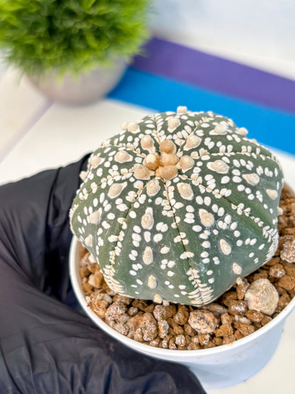 Astrophytum Super Kabuto (at1) (12) | Collection Plant | Rare Cactus