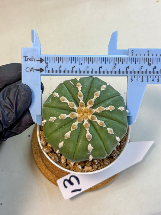 Astrophytum Nudum (at4) (13) | Star Cactus