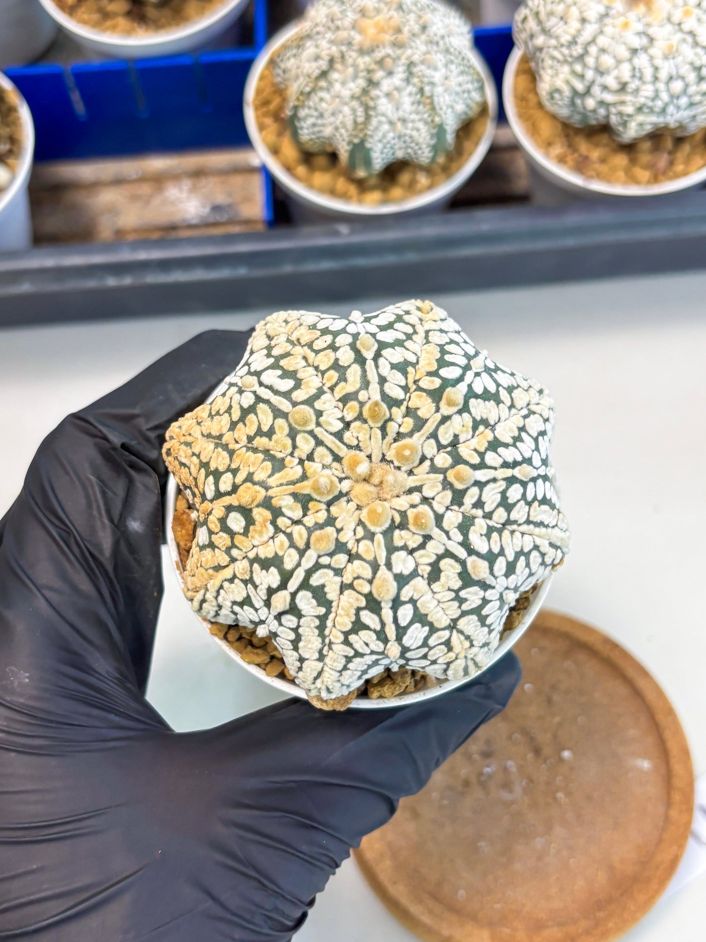 Astrophytum Star Shape (at3) (r3) | Rare Cactus