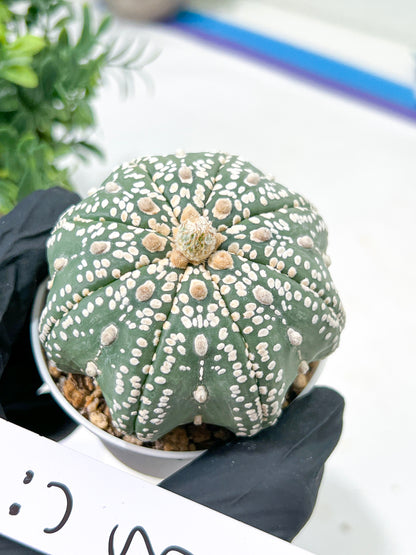 Astrophytum Super Kabuto (#T6B) | Nevada Botanical Shop | 3" Pot