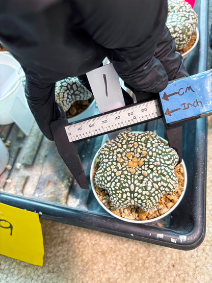 Astrophytum Star Shape Superkabuto (T9) (p1)