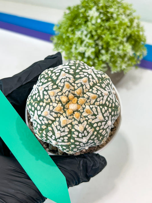 Astrophytum V-Type (#T1B) | Imported From Japan/korea | 3" Pot