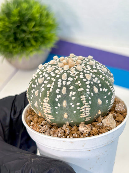 Astrophytum Super Kabuto (at1) (12) | Collection Plant | Rare Cactus