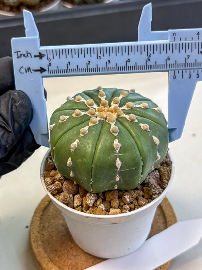 Astrophytum Nudum (at4) (13) | Star Cactus