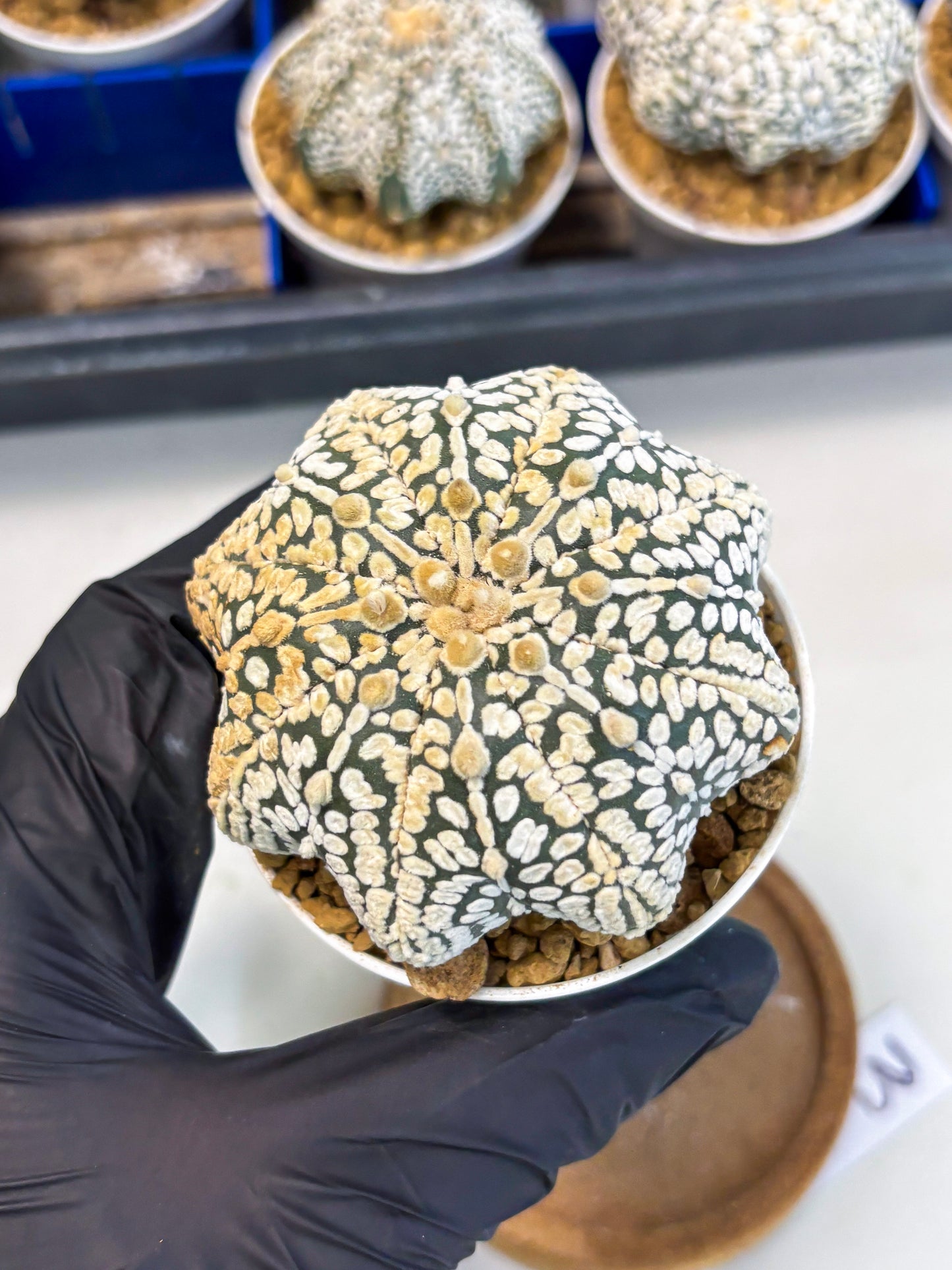 Astrophytum Star Shape (at3) (r3) | Rare Cactus