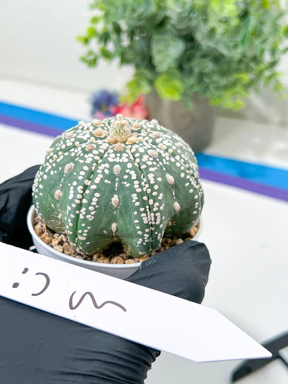 Astrophytum Super Kabuto (#T6B) | Nevada Botanical Shop | 3" Pot