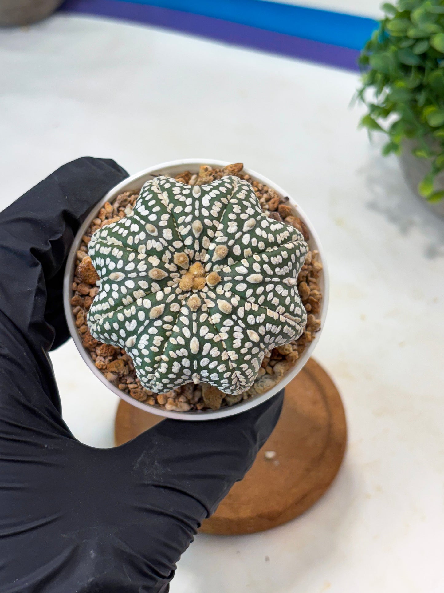 Astrophytum Star Shape Superkabuto (T9) (p1)