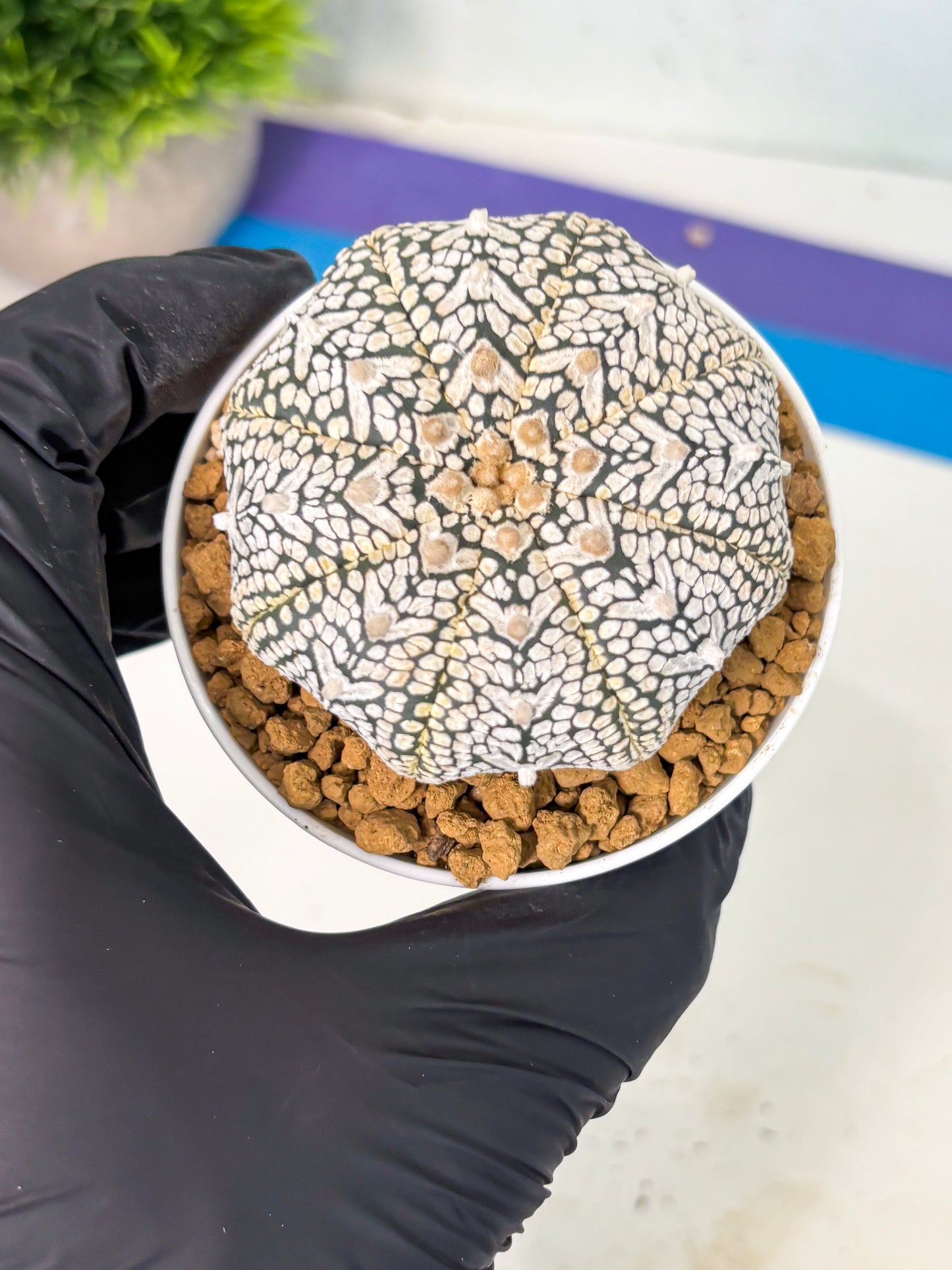 Astrophytum V-Type (at6) (r4) | Rare Star Cactus