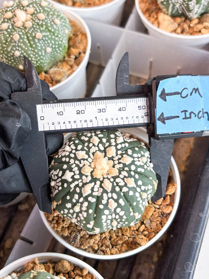 Astrophytum Super Kabuto (t12) (g4) | 3" Pot