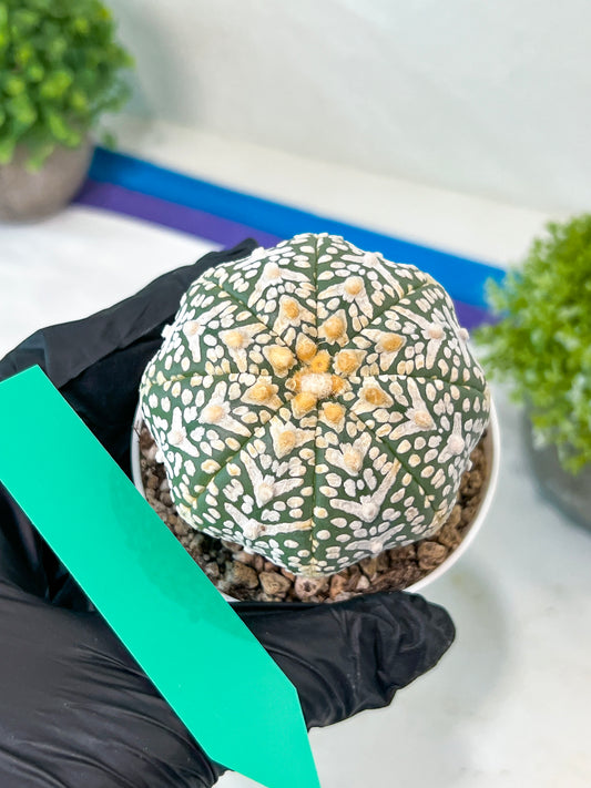 Astrophytum V-Type (#T1B) | Imported From Japan/korea | 3" Pot