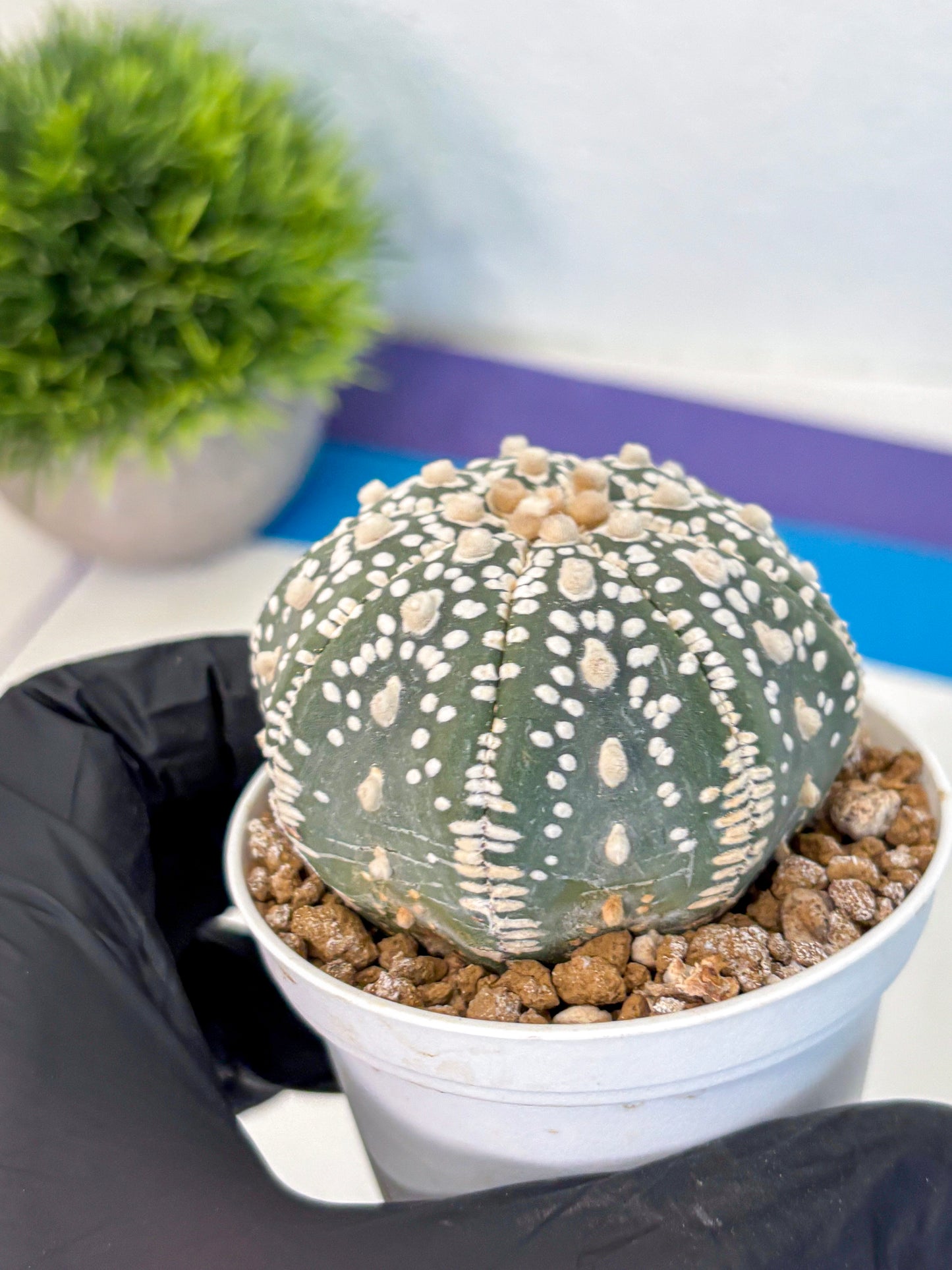 Astrophytum Super Kabuto (at1) (12) | Collection Plant | Rare Cactus