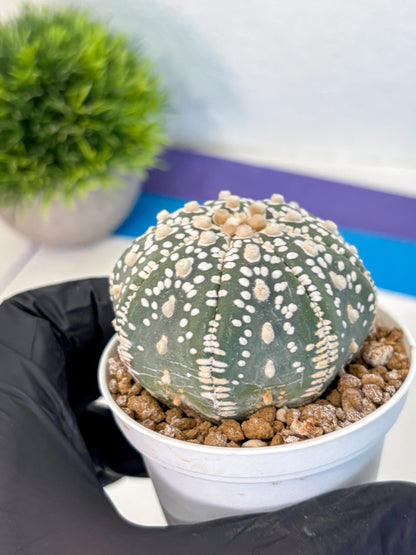 Astrophytum Super Kabuto (at1) (12) | Collection Plant | Rare Cactus