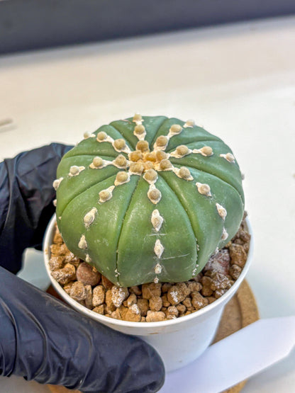 Astrophytum Nudum (at4) (13) | Star Cactus