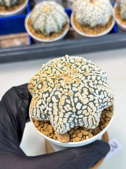 Astrophytum Star Shape (at3) (r3) | Rare Cactus