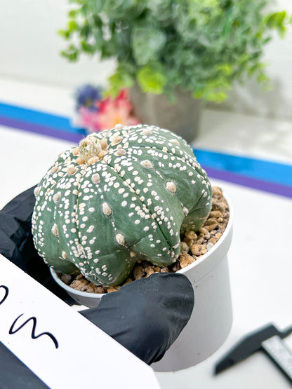 Astrophytum Super Kabuto (#T6B) | Nevada Botanical Shop | 3" Pot